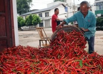 El 16CM Erjingtiao secaron Chilis ningunas pimientas de SHU Whole Dried Red Chili del pigmento 8000