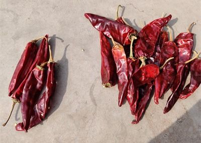 Los chiles rojos largos secados Guajillo orgánico dulce sazonan la longitud del 10cm con pimienta