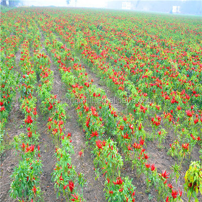 Organic De Arbol Chile Tianjin secó las pimientas picantes 50000 SHU Super Hot