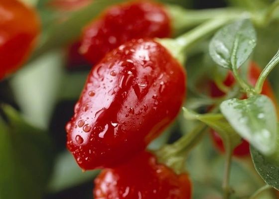 Pimentones redondos secos con sabor picante a calor intenso