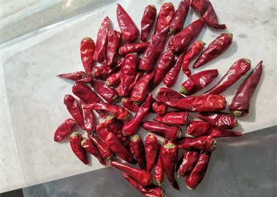 Forma roja Sichuan del palillo de la pimienta de Chaotian de la bala que hace frente a los chiles del cielo