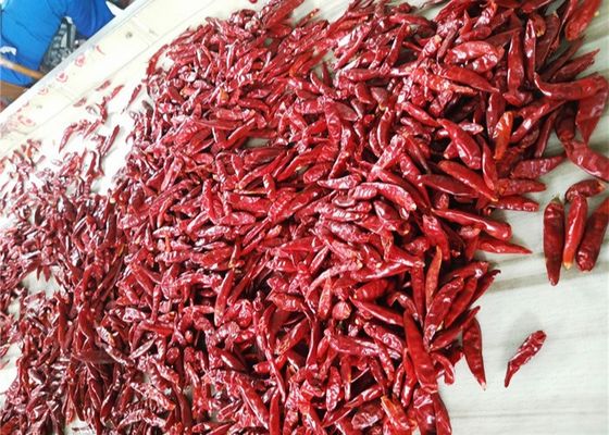 Los pájaros secados los 3CM observan los chiles Chili Pods Dehydrated Without Stem rojo acre