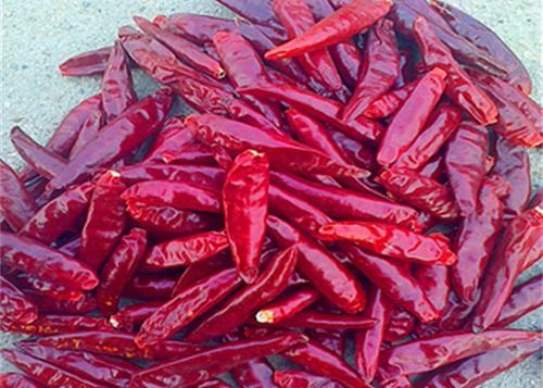 El ANUNCIO sin pie secó pájaros observa los chiles 20000 SHU Red Chilli Peppers