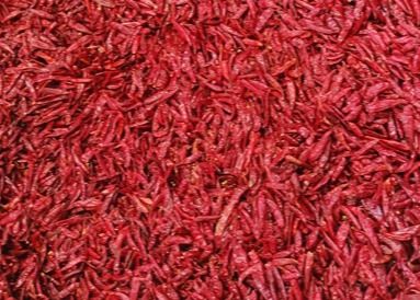 Tientsin secó pájaros observa las pimientas rojas enteras anhidras XingLong de los chiles