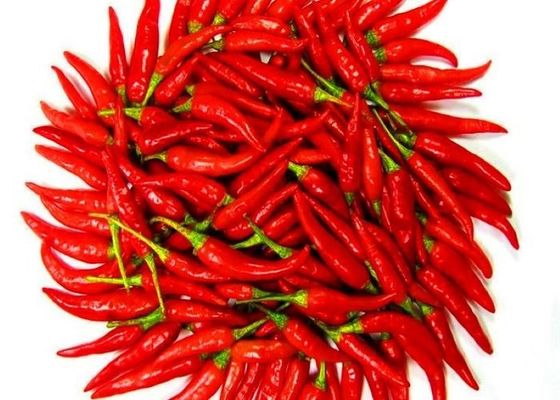 Nuevo cultivo japonesas sin tallo aves secas ojo chile pimentón de grado A