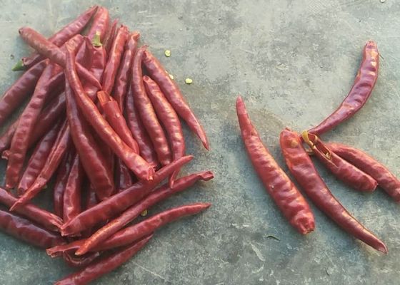 Solos chiles alto SHU Spicy HACCP de Herb Dried Whole Tianjin Red