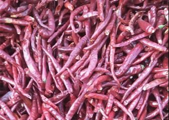 Solos chiles alto SHU Spicy HACCP de Herb Dried Whole Tianjin Red