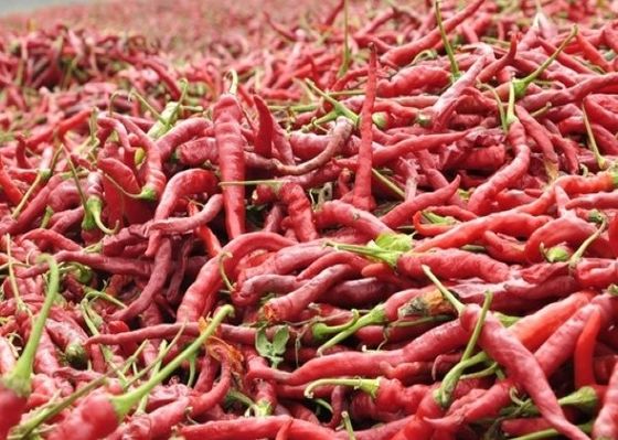 Condimentos deshidratados de las especias y de las hierbas de Paprika Dried Red Chilli Peppers de las verduras