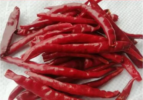 Chaotian secó los chiles rojos enteros Tianjin Chili Dehydrated de los chiles rojos