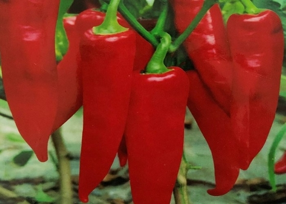 CERTIFICADOS KOSHER orgánicos de los chiles FDA HACCP BRC de Yidu Chili Red Pepper Beijinghong Jinta
