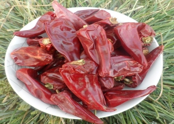 HACCP 200g Yidu Chili Ingredientes 7 - 15cm sabor a chile picante