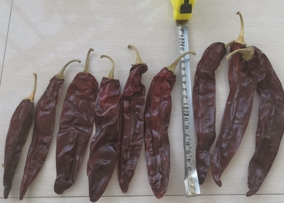 10-15 cm de pimientos secos de guuajillo calibre A con pimientos de pimientos rojos