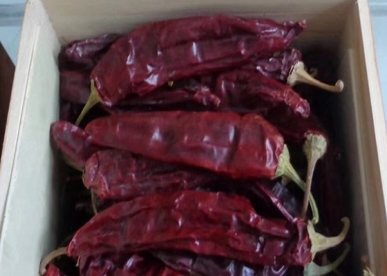 10 - 15 cm Chilli de guajillo seco 50BLS para guisos de agua en la boca