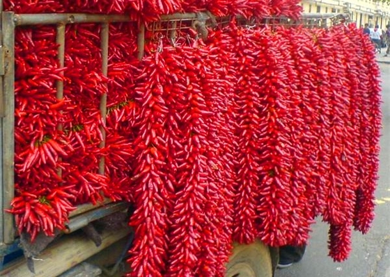 20000 SHU Dried Chinese Chilis Vacuume que embala los chiles picantes de Chaotian/de Tianjin
