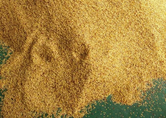 SHU5000-15000 Semillas de chile híbridas Tianjin o Yidu secas para especias en polvo