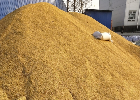 SHU5000-15000 Semillas de chile híbridas Tianjin o Yidu secas para especias en polvo