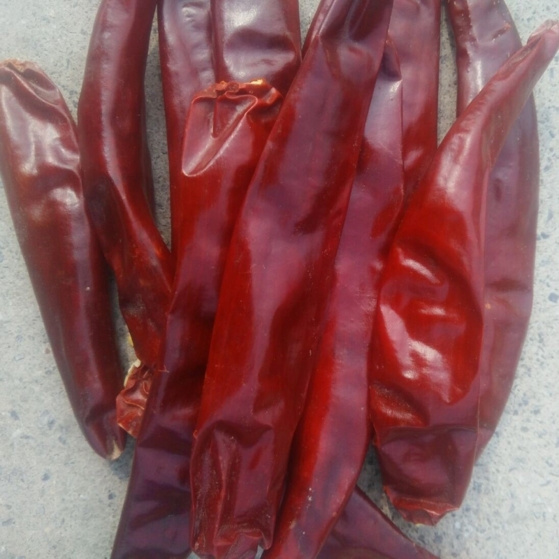 8% de humedad Chilli Ring Cut fuerte sabor picante de chile muy pulido 0,5 - 1,5 cm