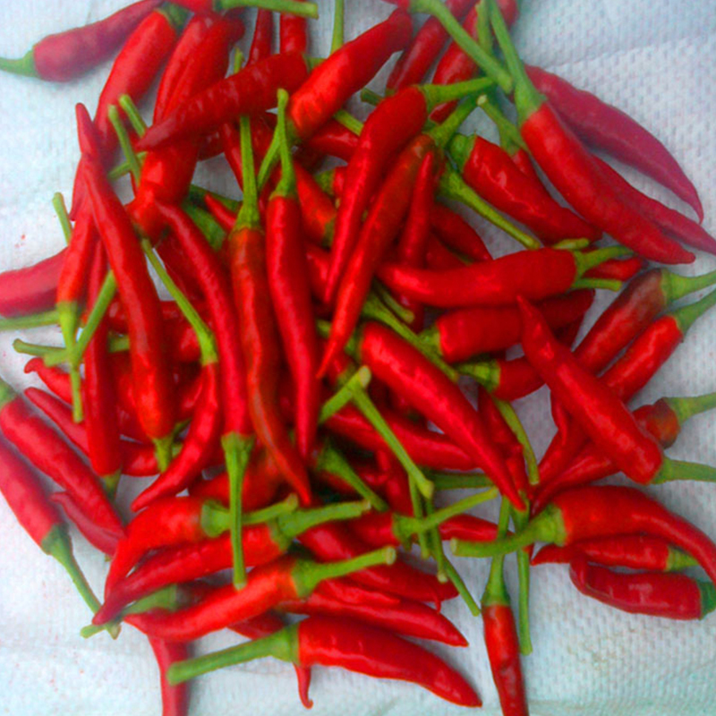 Control de humedad al 14% Max Chilli caliente 4-7 cm de calidad superior