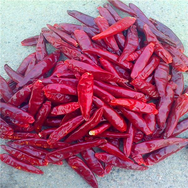HACCP Chilis secos chinos hechos nutricionales ricos en vitamina C longitud 4-14 Cm