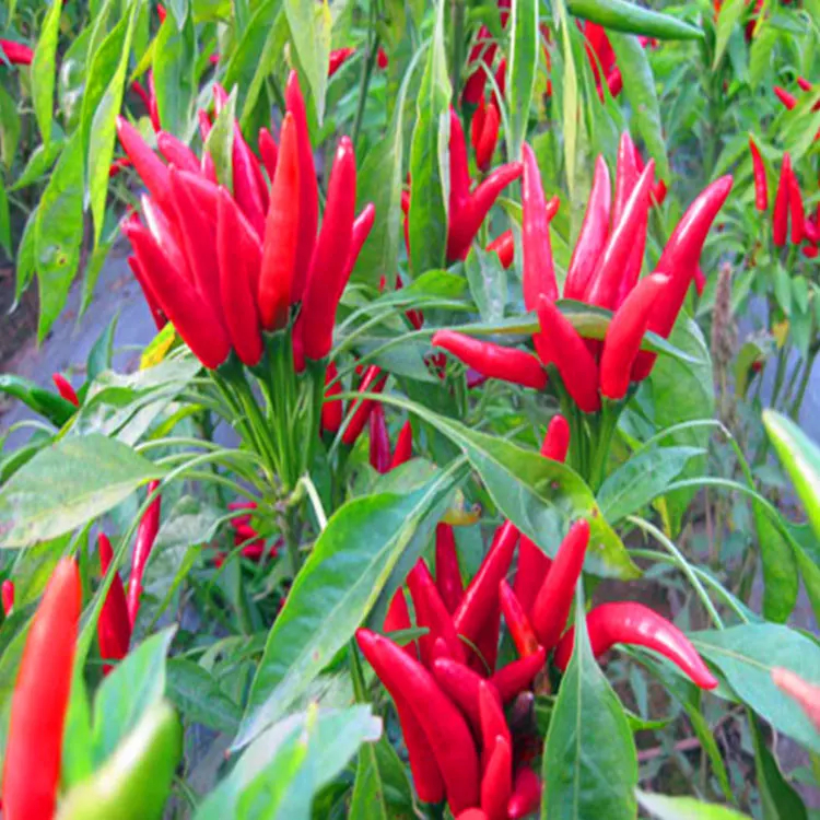 Pimienta picante 10.000 SHU Pimienta roja seca fuerte Pimienta picante con sabor a chile