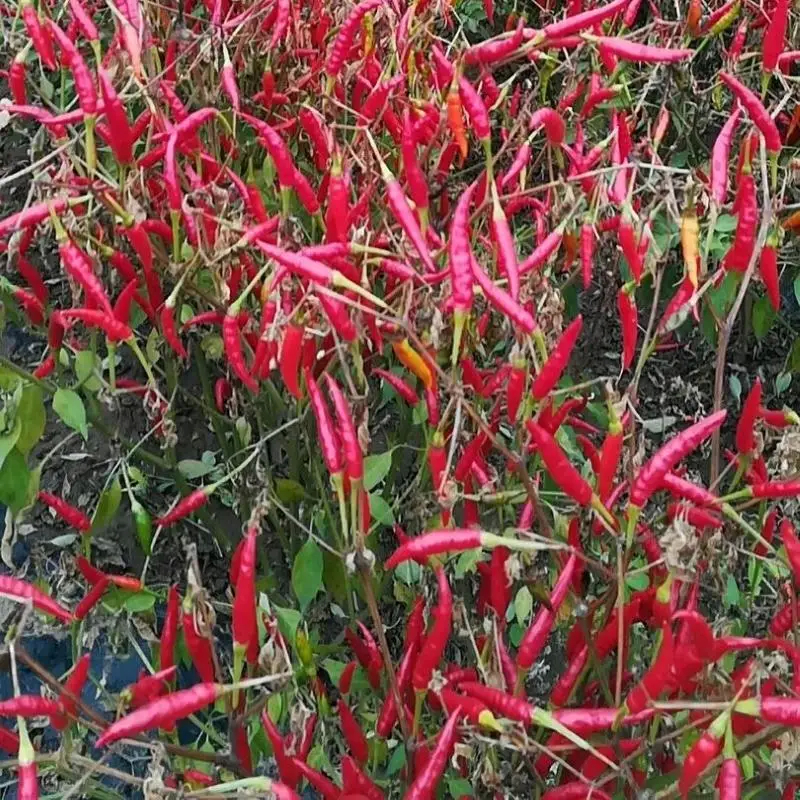 Lugar fresco y seco Almacenamiento Pimientos rojos secos con un 12% de humedad máxima y un 1% de inmunidad