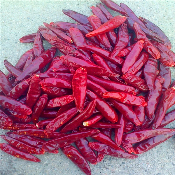 Chiles rojos de Tianjin con vitamina C cultivados en los campos de chiles de Tianjin a temperatura ambiente