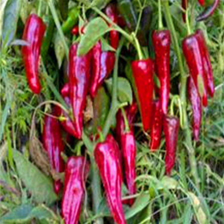1KG Ojo de pájaro seco Chilli sabor picante Tienda en lugar seco y fresco